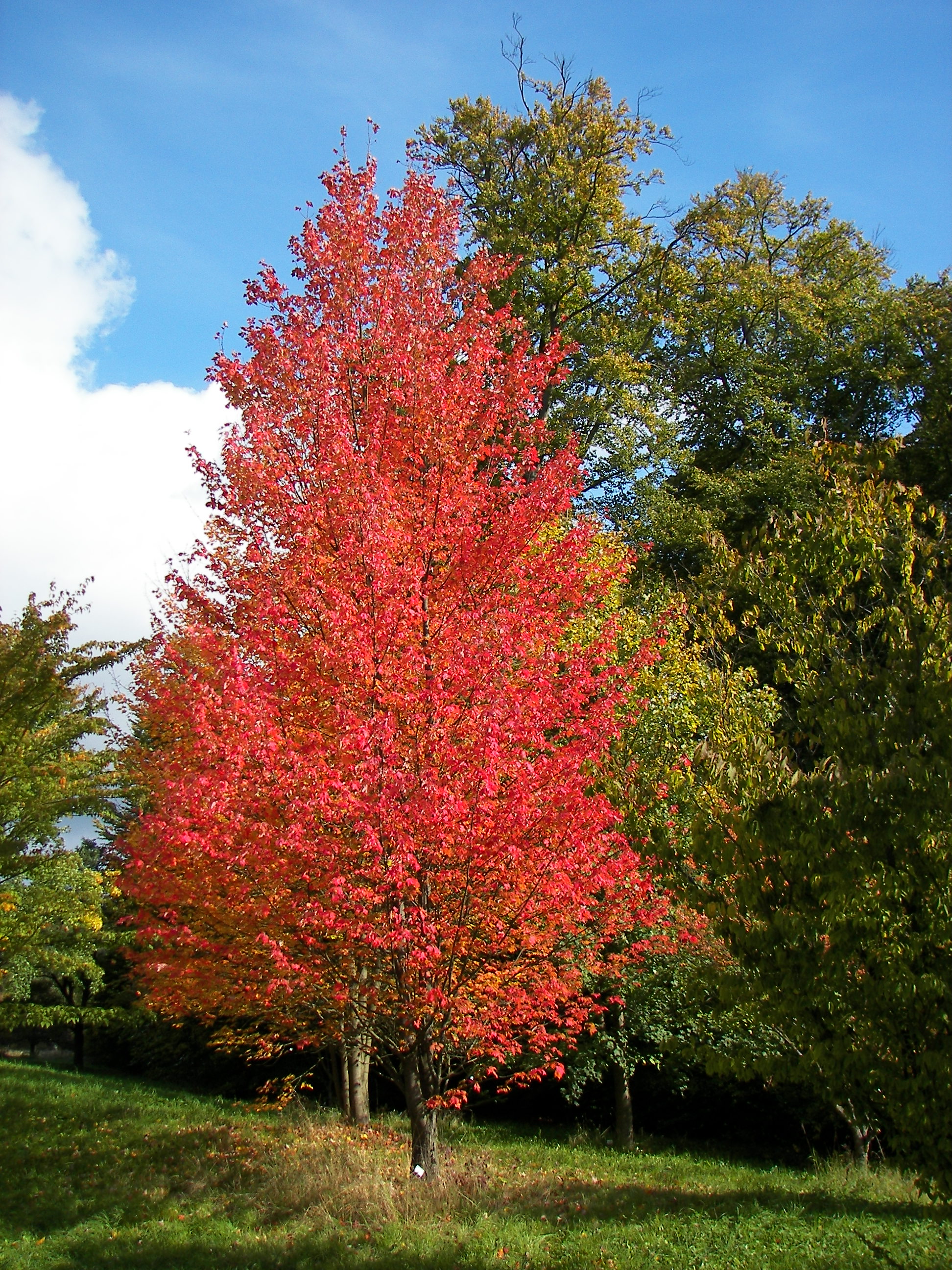 Красно черешчатый дуб. Acer rubrum (клен красный) 'Red Sunset'. Клен красный Acer rubrum. Клен красный Сканлон. Клен ред Сансет.