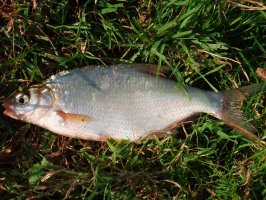 Лещ (Abramis brama) — ценная промысловая пресноводная рыба